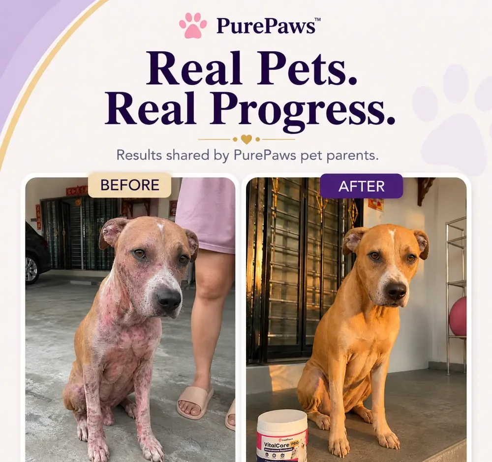 Customer-shared before and after skin and coat appearance photos